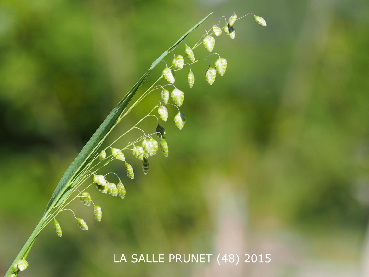 Quaking-Grass, Common